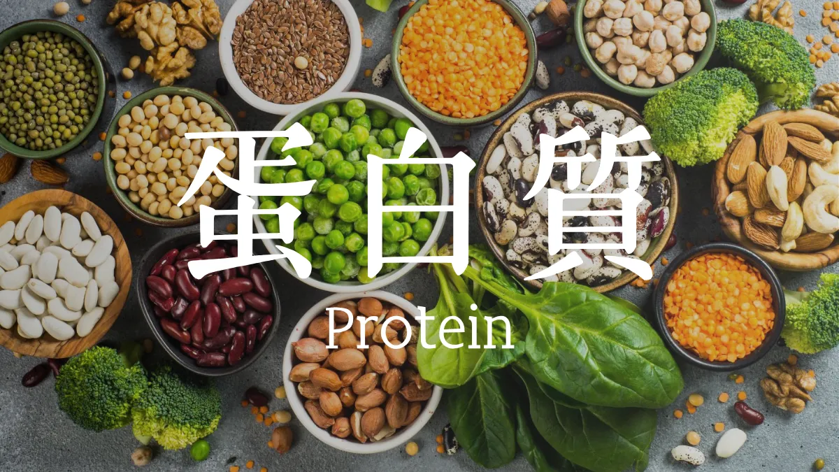 蛋白質