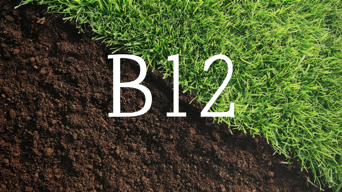 維生素 B12